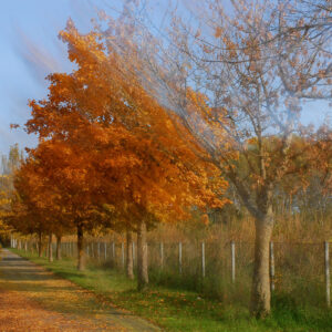 Viale alberato