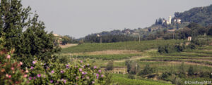 Collio panorama