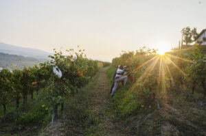 Vitigni collio