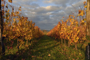 Vitigni del Collio