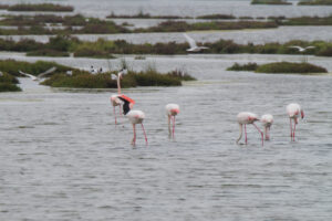 fenicotteri rosa