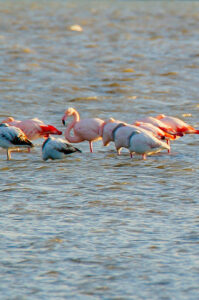 fenicotteri rosa