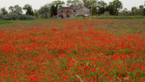 campo di papaveri