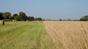 campo di frumento