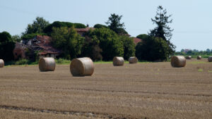 palle di fieno nel campo