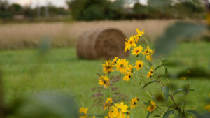 fiore giallo