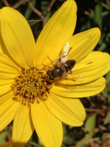 ape su fiore giallo