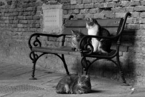 Gatti sulla Panchina a Venezia