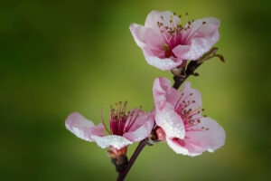 Fiore di Pesco