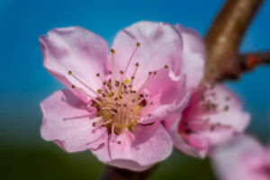 Fiore da Frutto