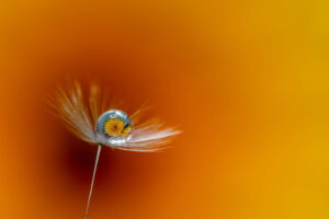 Fiore Riflesso su Goccia d'Acqua