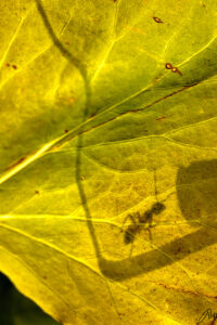 ombra di formica su foglia