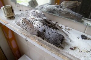 scheletro di piccione Istituto Costante Gris di Mogliano Veneto