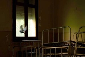 Piccione vola contro una finestra Istituto Costante Gris di Mogliano Veneto